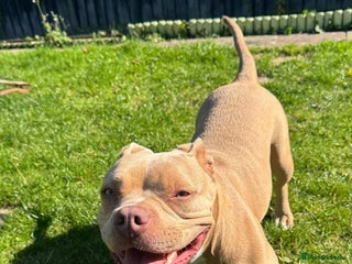 American Bully dogs - Advert 1