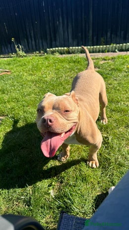 American Bully dogs - Advert 1