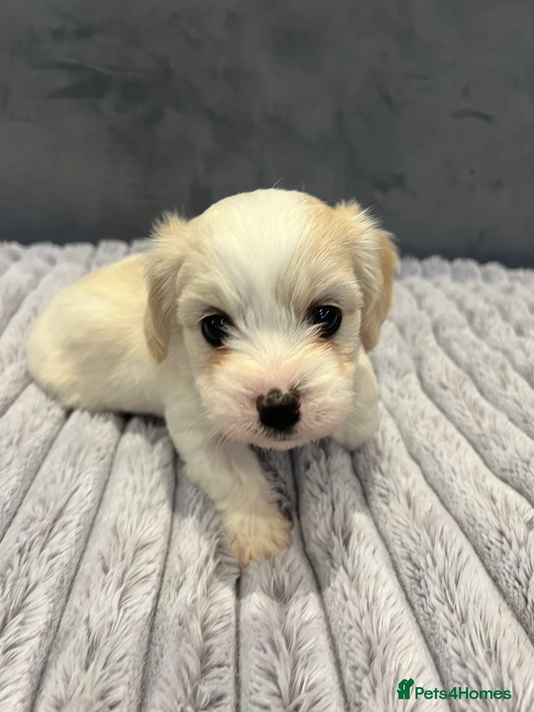 Cavachon dogs for sale: 🐶 Adorable Cavachon Puppies for Sale! 🐾 - Advert 26