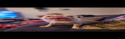 Pug dogs for sale: Pink pug charles - Advert 3