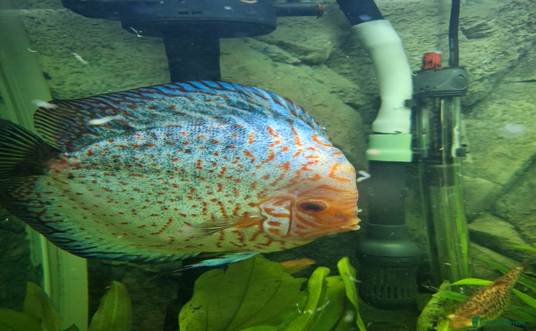 Discus fish - Advert 1