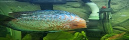 Discus fish for sale: Discus fish for sale  - Advert 1