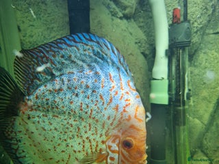 Discus fish - Advert 1