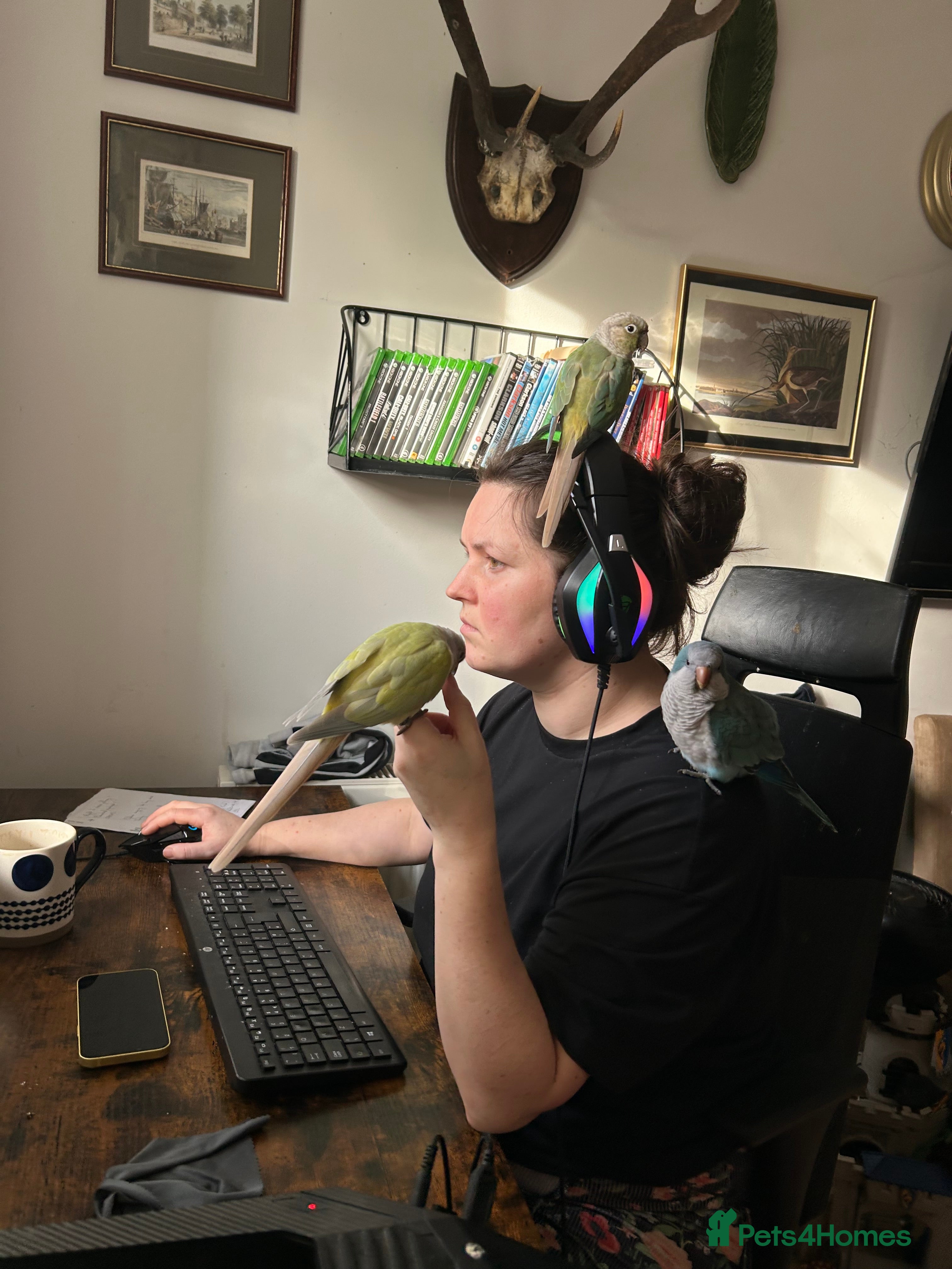 Conures birds Breeding pair mint conures - Advert 13