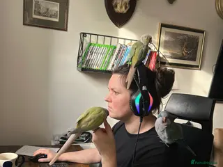 Conures birds Breeding pair mint conures - Advert 13