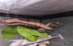 Gecko reptiles for sale: Male crested gecko - Image 3