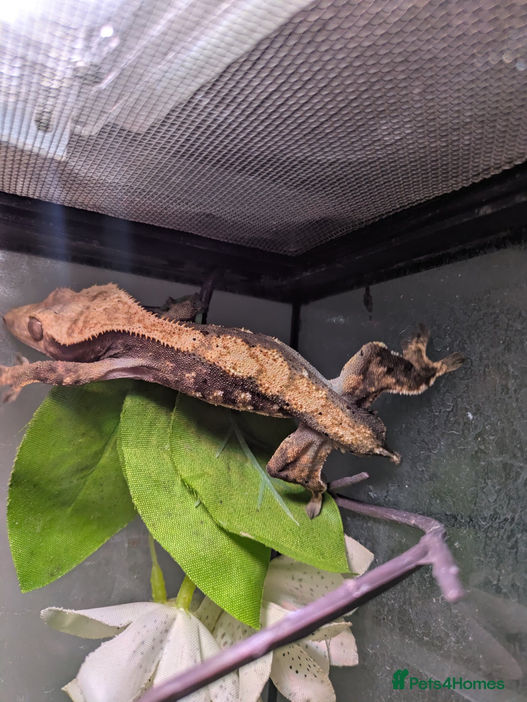 Gecko reptiles for sale: Male crested gecko - Image 3