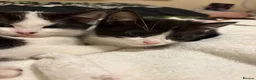 Mixed Breed cats for sale: Kittens  - Advert 9