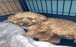 Miniature Poodle dogs for stud: KC phantom miniature poodle stud health tested in Thetford - Image 37