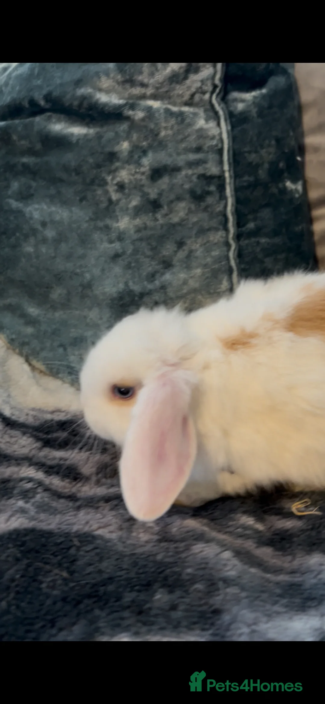 Mini Lop rabbits for sale: Beautiful baby mini lop bunnies  - Advert 2