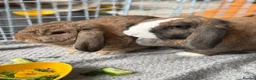 Mini Lop rabbits for sale: 2 Mini Lop Rabbits - 1 year old, bonded Pair  - Advert 4