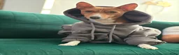 Basenji dogs for sale: Bassenji girl  in Manchester - Advert 4