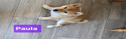 Japanese Shiba Inu dogs for sale: 3 stunning Shiba Inu puppies  - Advert 15
