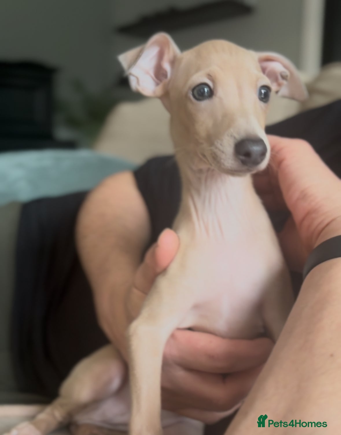 Italian Greyhound dogs Only one beautiful Italian Greyhound boy left - Advert 12