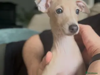 Italian Greyhound dogs Only one beautiful Italian Greyhound boy left - Advert 12