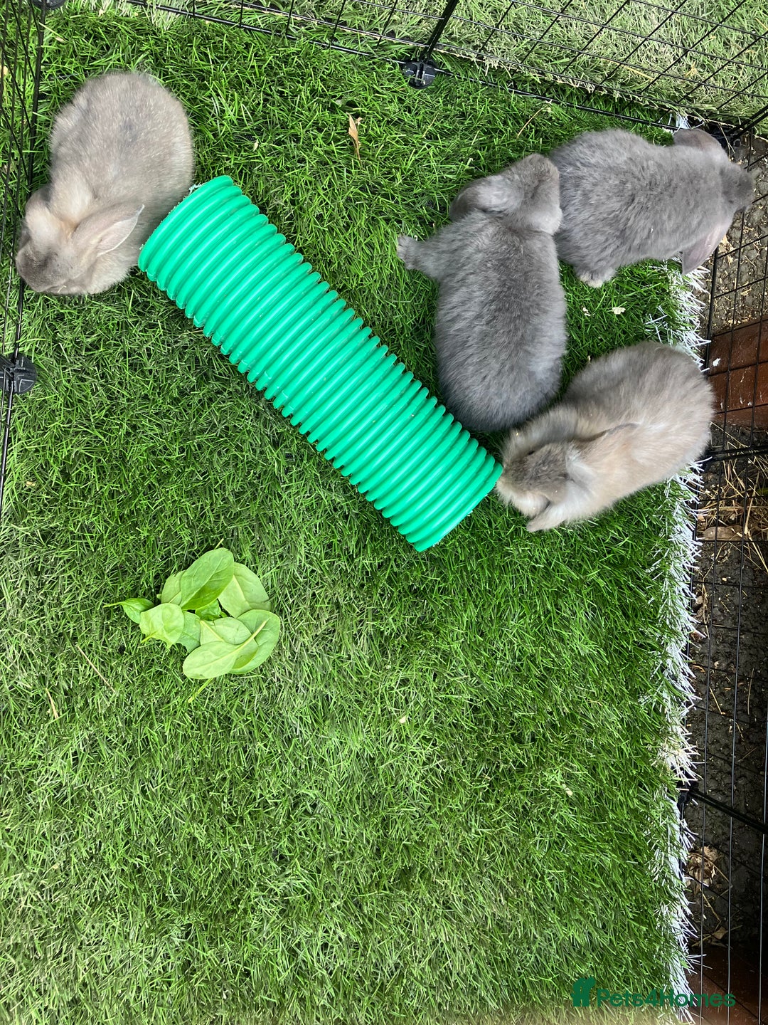 Mini Lop rabbits for sale: Beautiful mini lop bunnies - Image 6