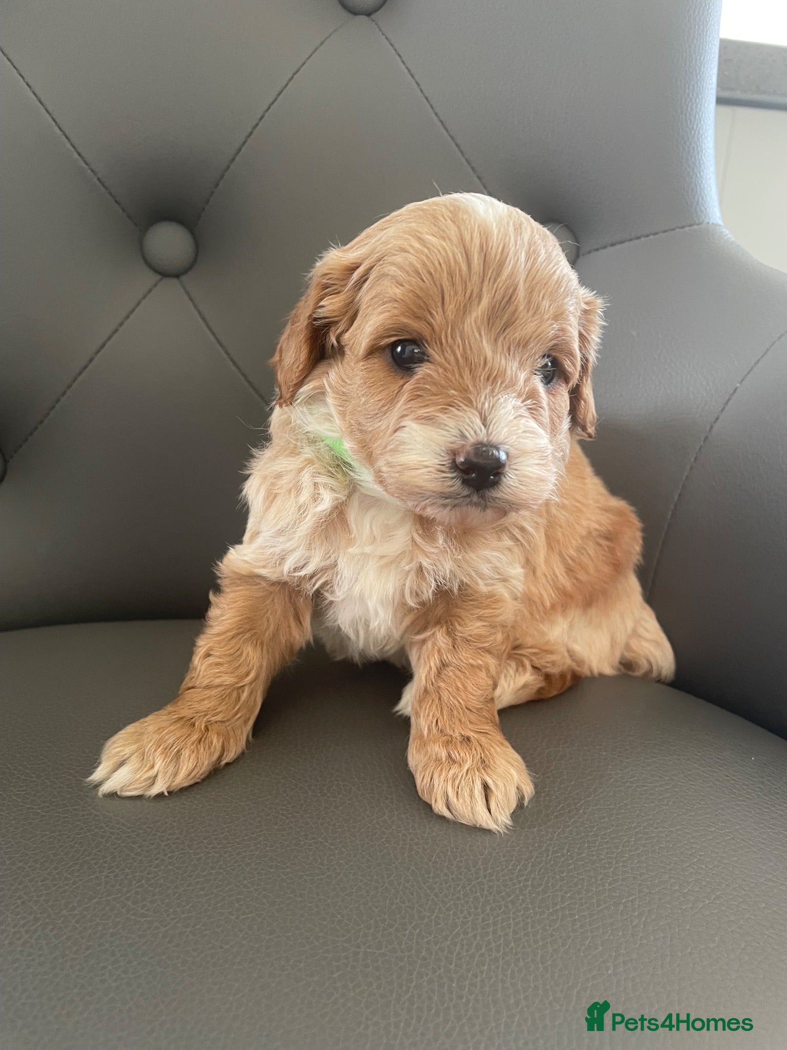 Cavapoo dogs F1 Cavapoo HEALTH TESTED  - Advert 2