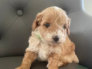 Cavapoo dogs F1 Cavapoo HEALTH TESTED - Advert 2
