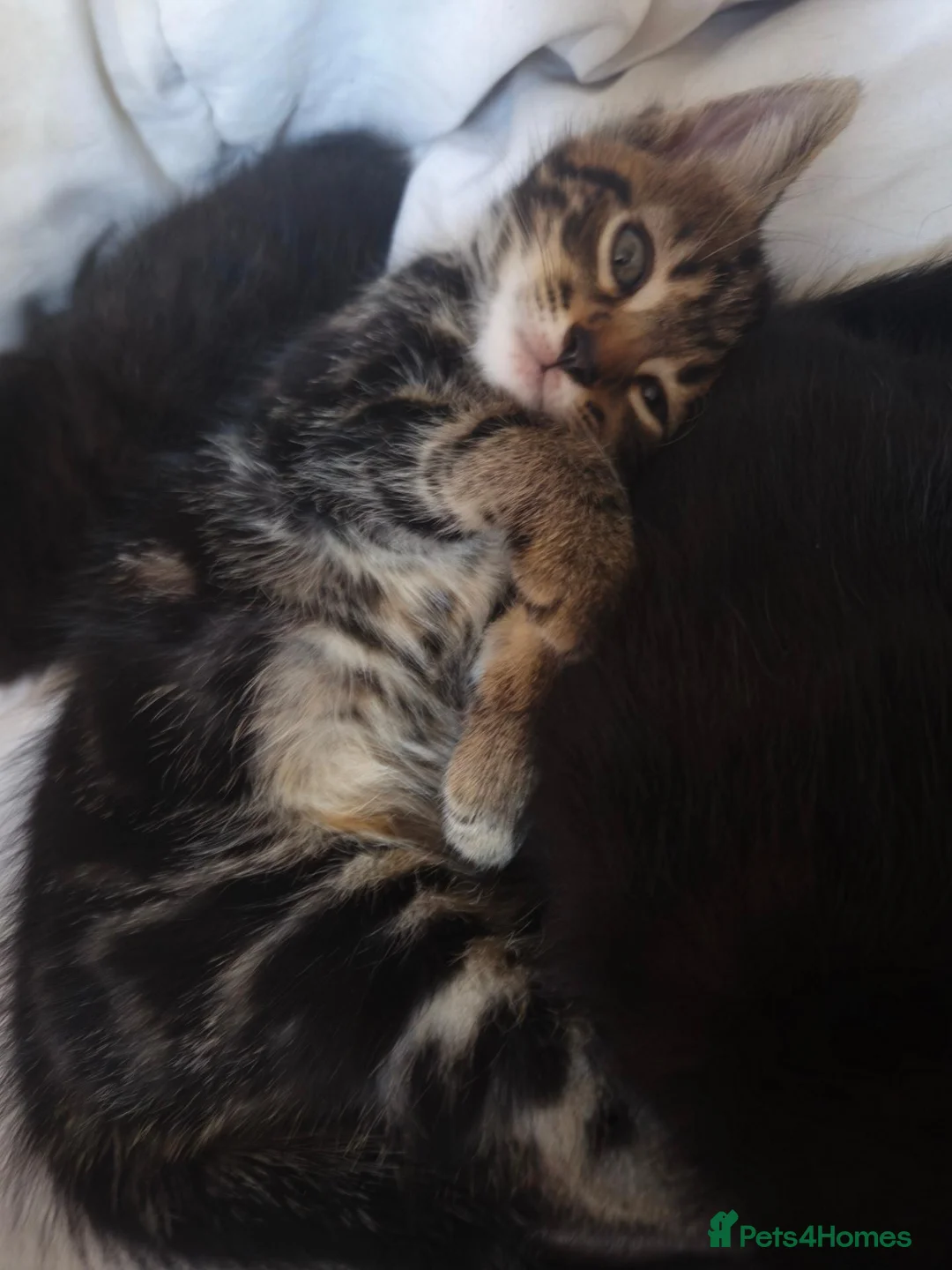 Mixed Breed cats for sale: Tabby kitten - Advert 5