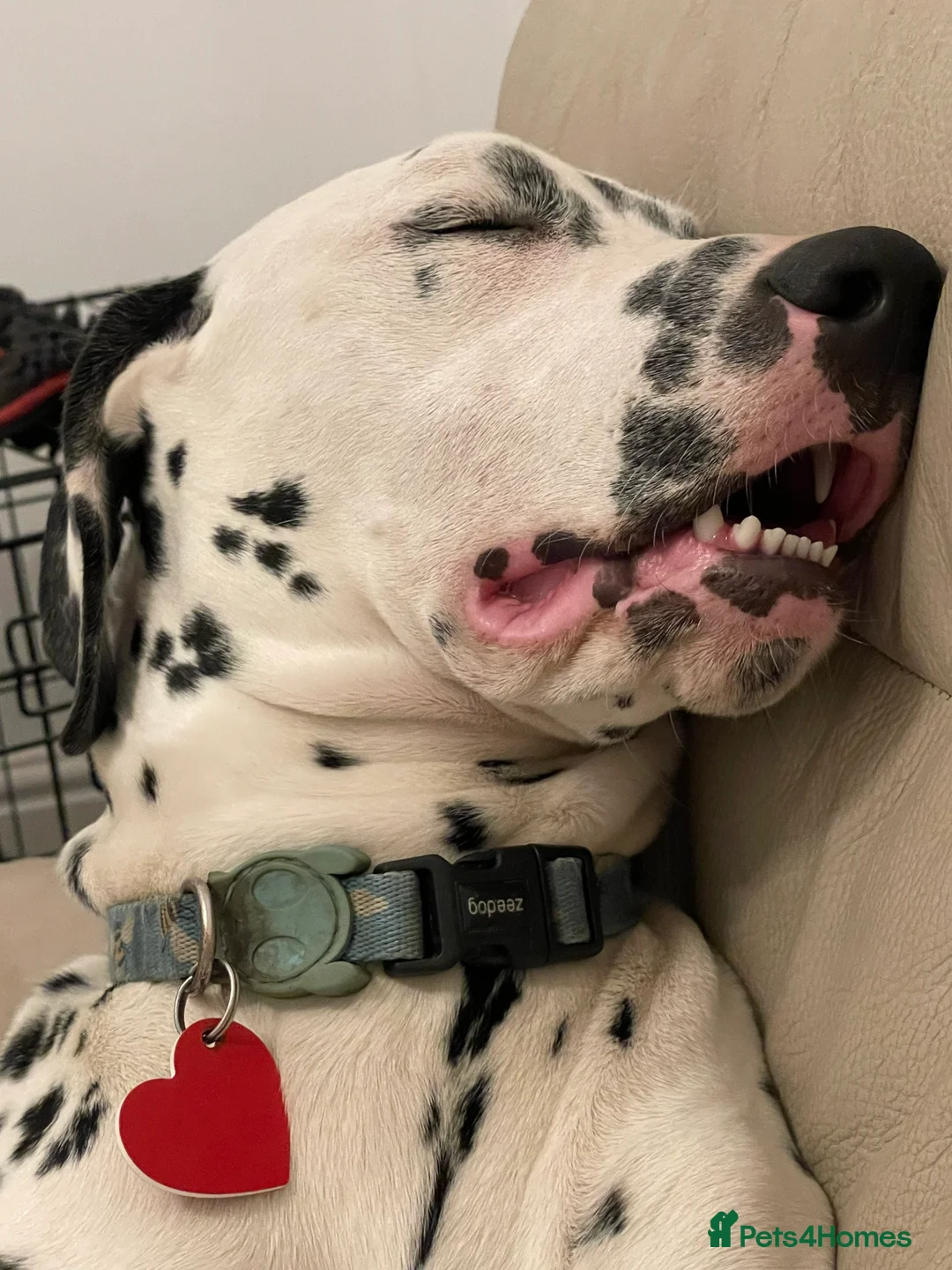 Dalmatian dogs for sale: Potential rehome - male LUA Dalmatian  - Advert 29