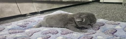 British Shorthair cats for sale:  British shorthair  - Advert 19