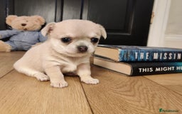 Chihuahua dogs for sale: Two Beautiful Female Chihuahua Puppies - Image 10