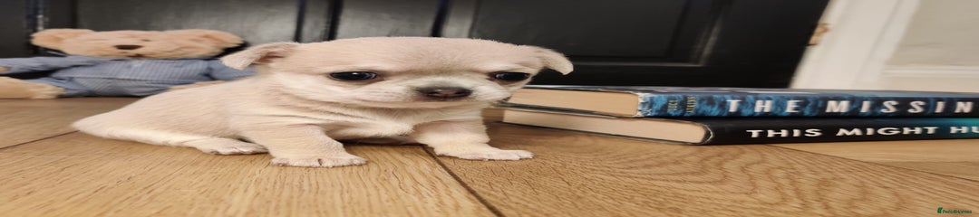 Chihuahua Puppy 1