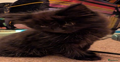 Maine Coon cats - Advert 13