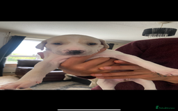 Mixed Breed dogs for sale: adorable Lurcher puppies - Image 5