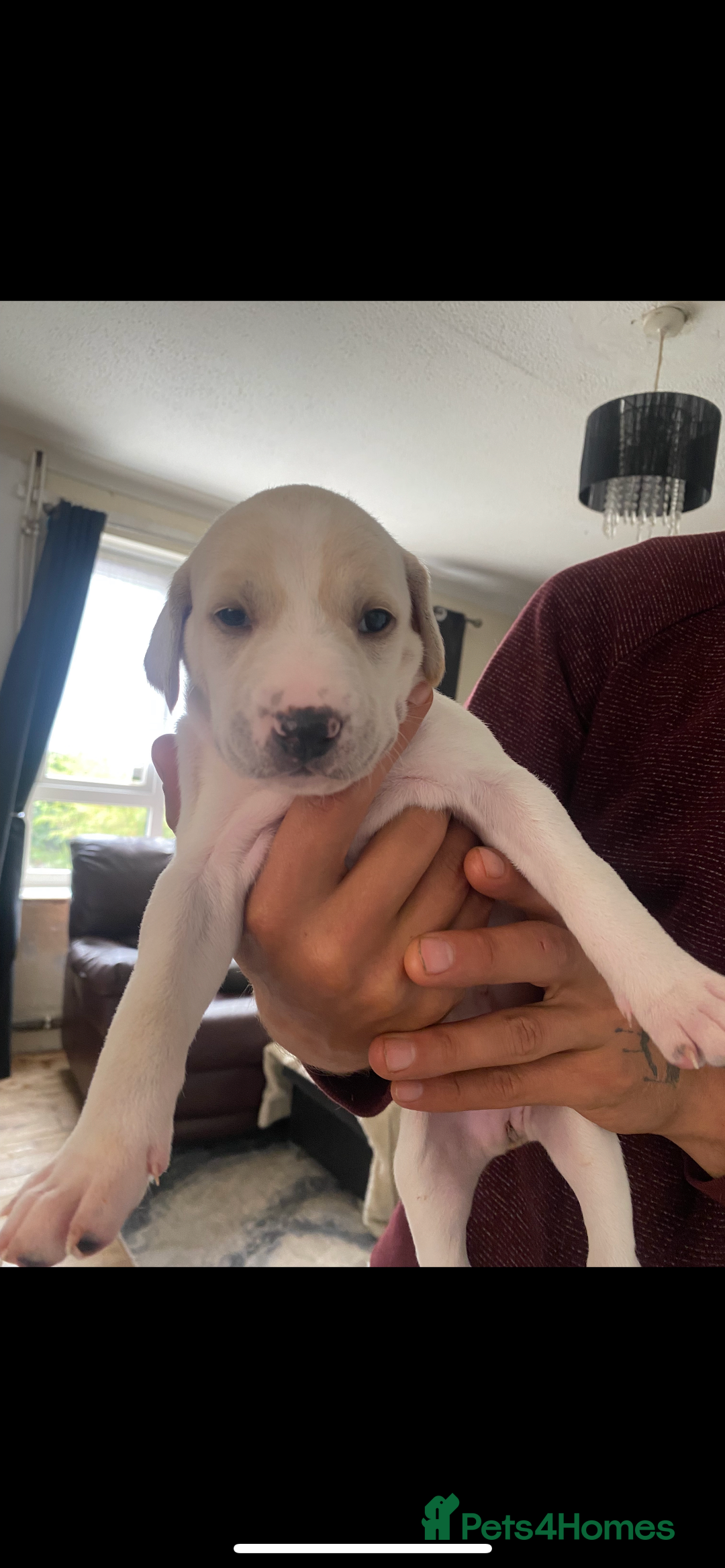 Mixed Breed dogs for sale: adorable Lurcher puppies - Image 5