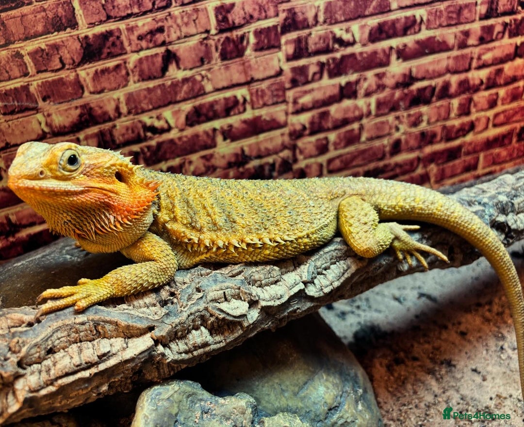 Bearded Dragon reptiles for sale: Female bearded dragon - Image 2