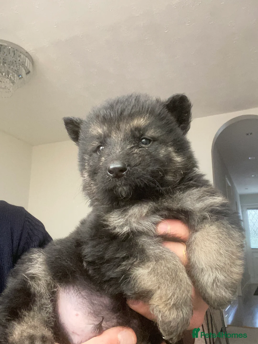 German Shepherd dogs for sale: German shepherd puppies  - Advert 38