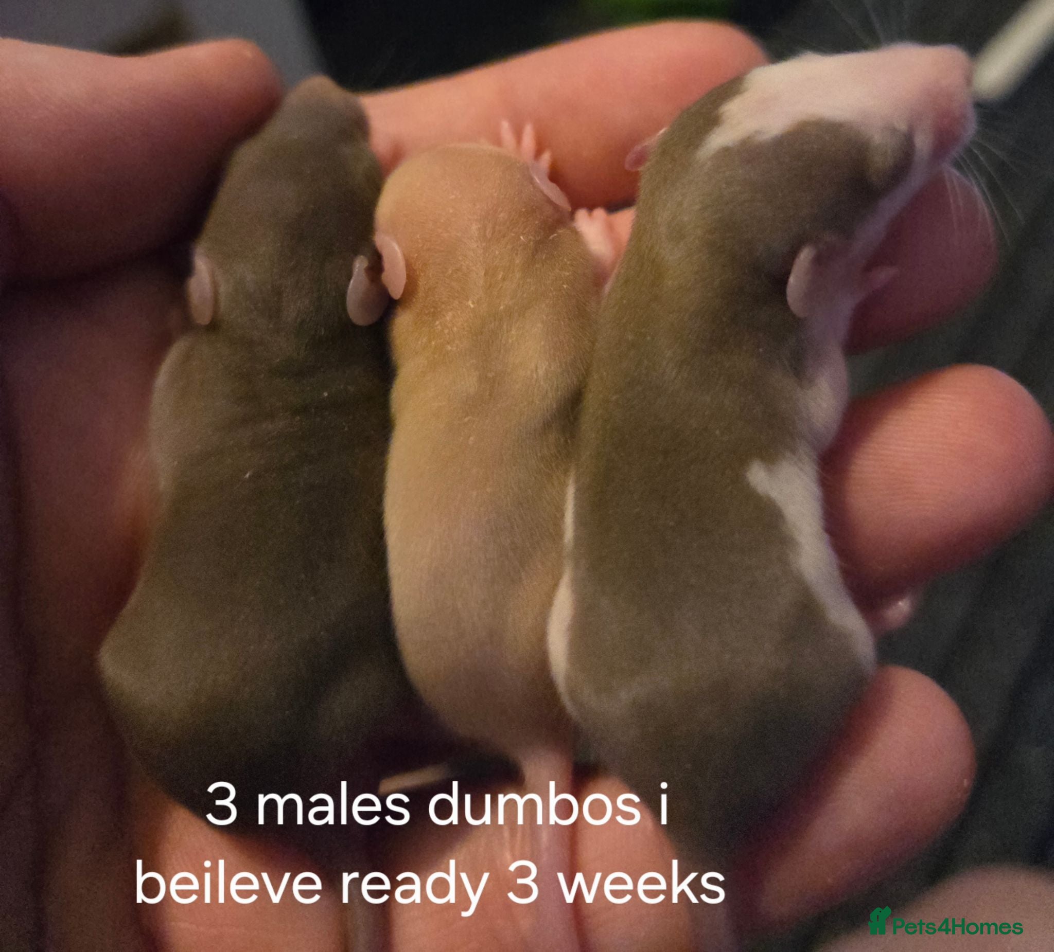 Rat rodents Baby rats dumbos, balds and fancy.  - Advert 3