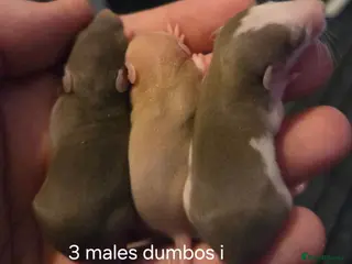 Rat rodents Baby rats dumbos, balds and fancy. - Advert 6