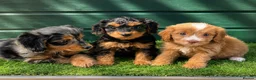 Cockapoo dogs for sale: Stunning Toy Cockapoo pups - Advert 1