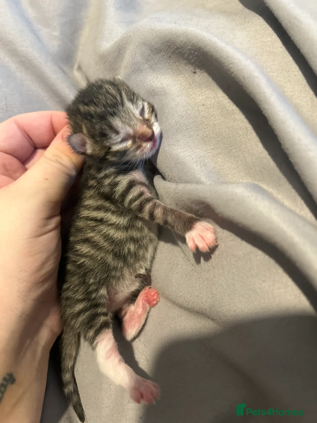 Mixed Breed cats for sale: Black Calico Tabby X American Wirehair Tabby - Advert 16