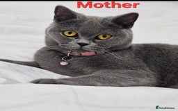 British Shorthair cats for sale: British Shorthair  - Image 19
