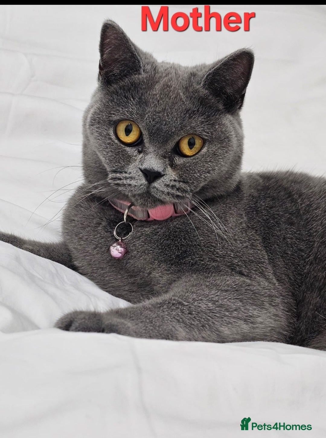 British Shorthair cats for sale: British Shorthair  - Image 19