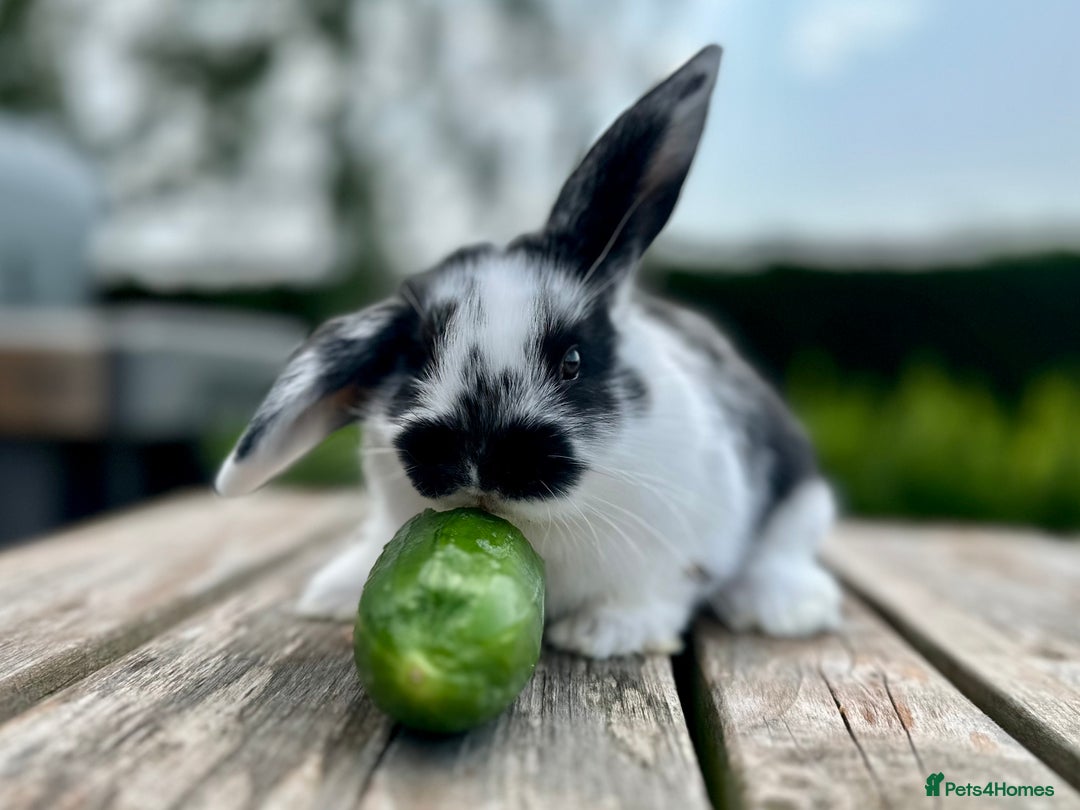 Mini Lop rabbits for sale: 2 mini lops for sale, 1 male 1 female - Image 4