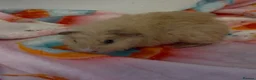 Guinea Pig rodents for sale: Beautiful Fluffy Piggies 2x Boys 2x Girls in Battle - Advert 4