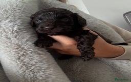 Cockapoo dogs for sale: Cockerpoos  - Image 6