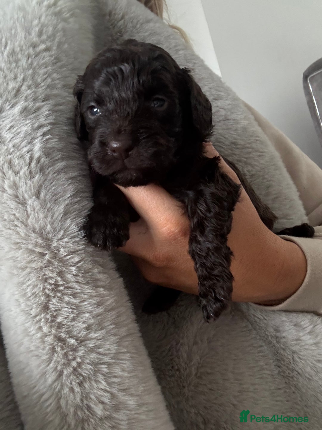 Cockapoo dogs for sale: Cockerpoos  - Image 6