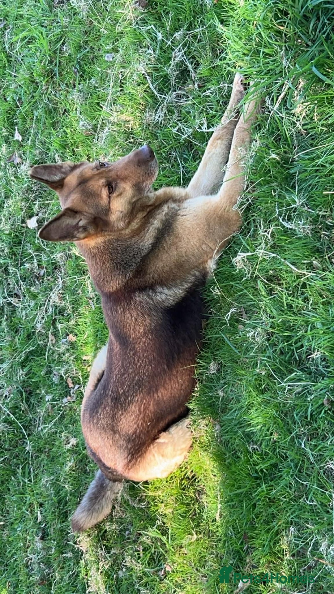 German Shepherd dogs for sale: German shepherd adult female  - Advert 2