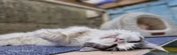 Maine Coon cats for sale: Mollie  - Advert 5