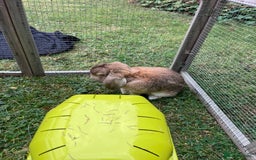 Dwarf Lop rabbits for sale: Gorgeous dwarf lop female needs a new home - Image 3