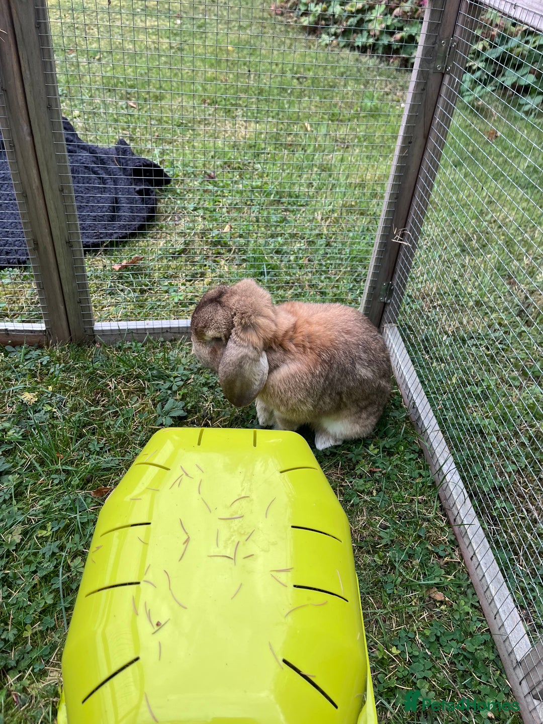 Dwarf Lop rabbits for sale: Gorgeous dwarf lop female needs a new home - Image 3