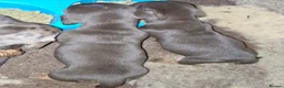 Miniature Dachshund dogs for sale: miniature dachshund pups in Spalding - Advert 7