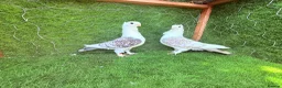 Pigeons birds for sale: Top Quality Strong Breeding Pair – Vaccinated - Advert 6