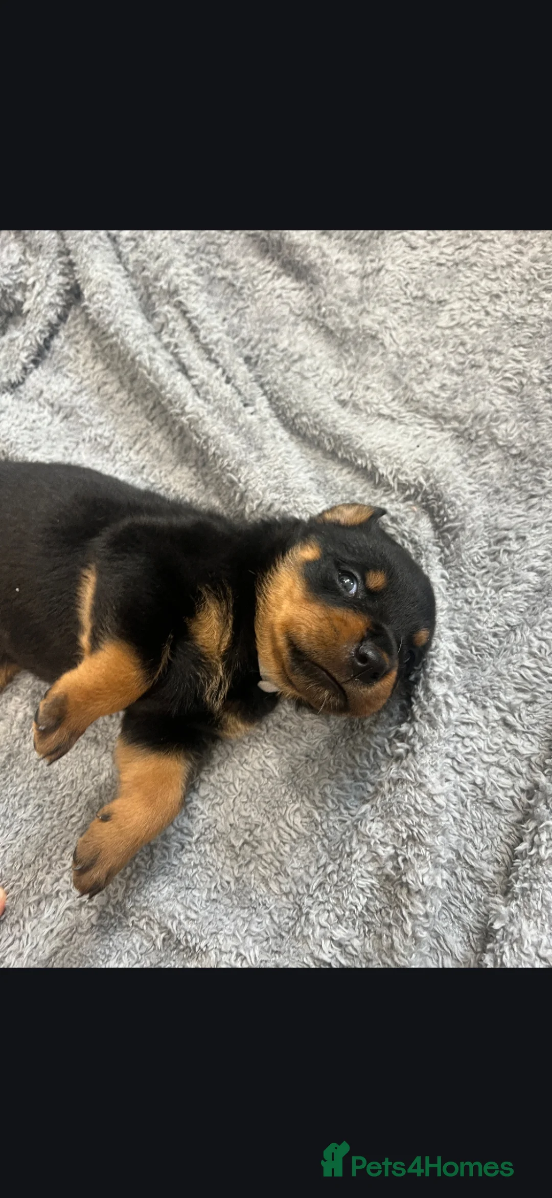 Rottweiler dogs for sale: 4 rottweiler boys  - Advert 2