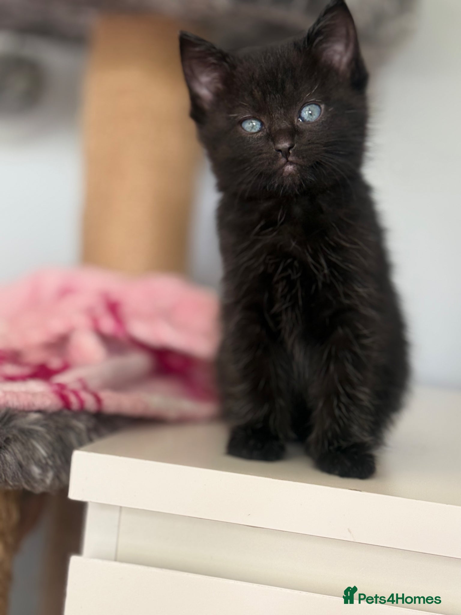 Mixed Breed cats Beautiful Ragdoll Cross Kittens – Available - Advert 2